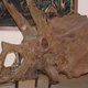 Illustration for article titled Triceratops horn suggests a meteor really did kill off all the dinosaurs